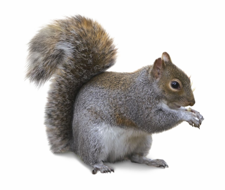 Squirrel Png Transparent Image Eastern Gray Squirrel Png
