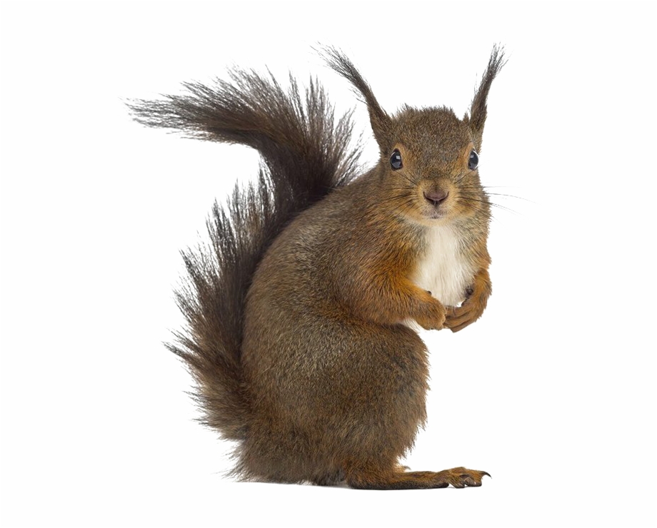 Squirrel Png Free Download Squirrel On White Background