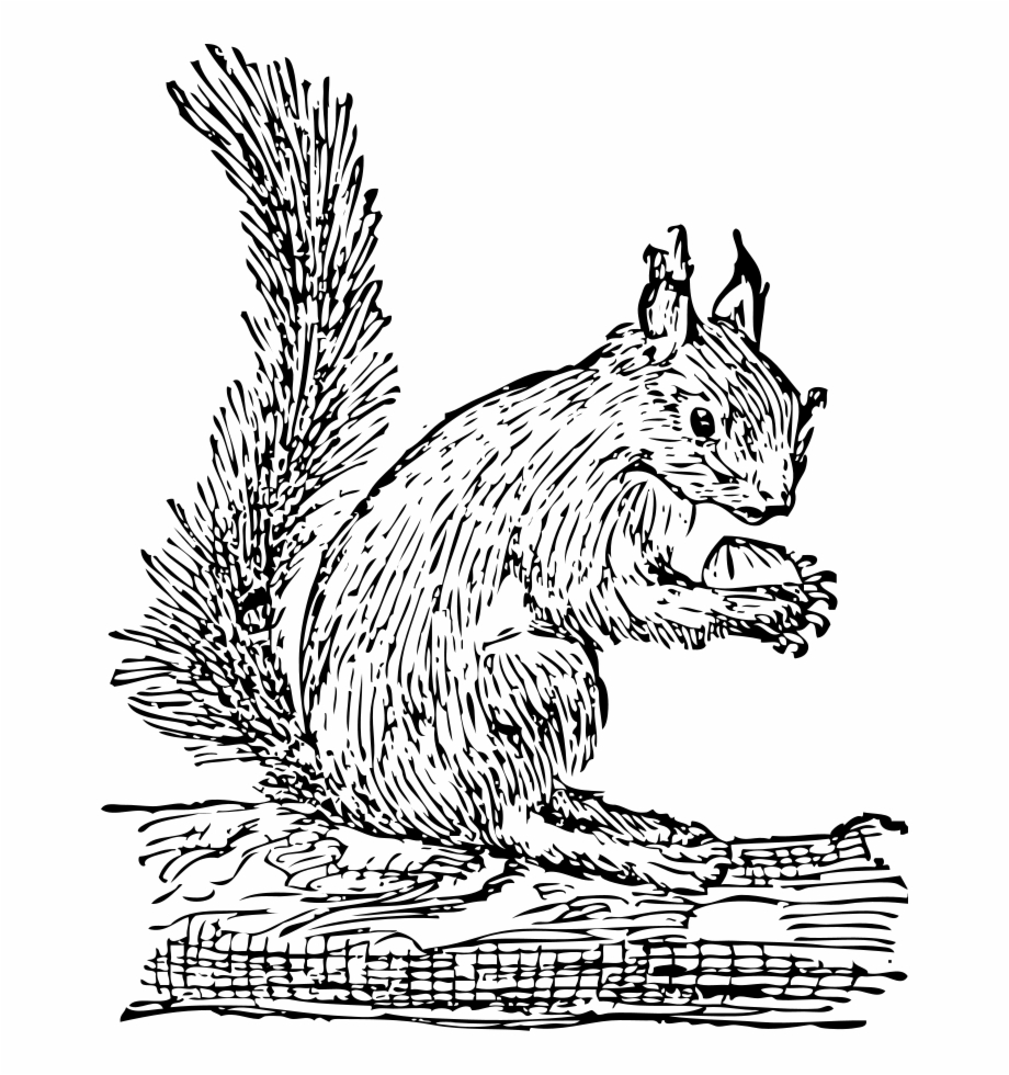 Squirrel Png Squirrel Clip Art