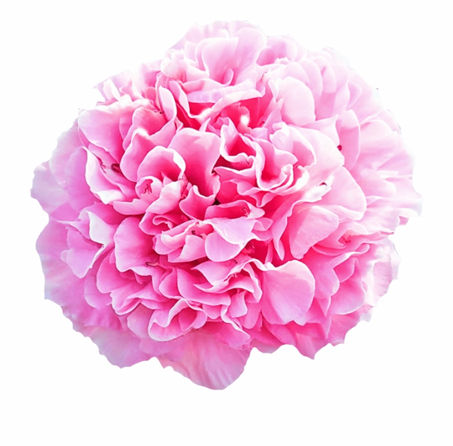 Free Carnation Png, Download Free Carnation Png png images, Free ...