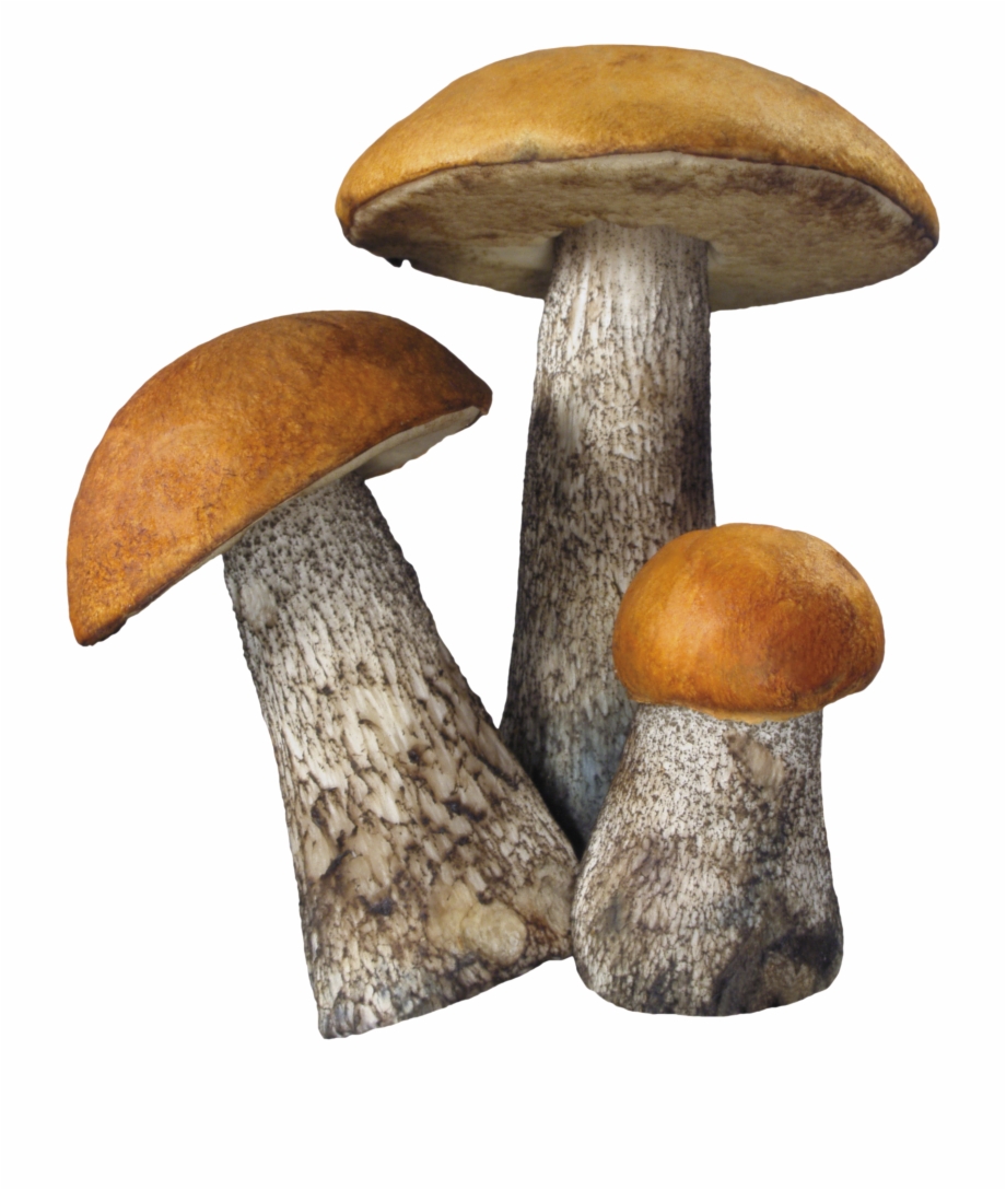 Mushroom Fungi Png