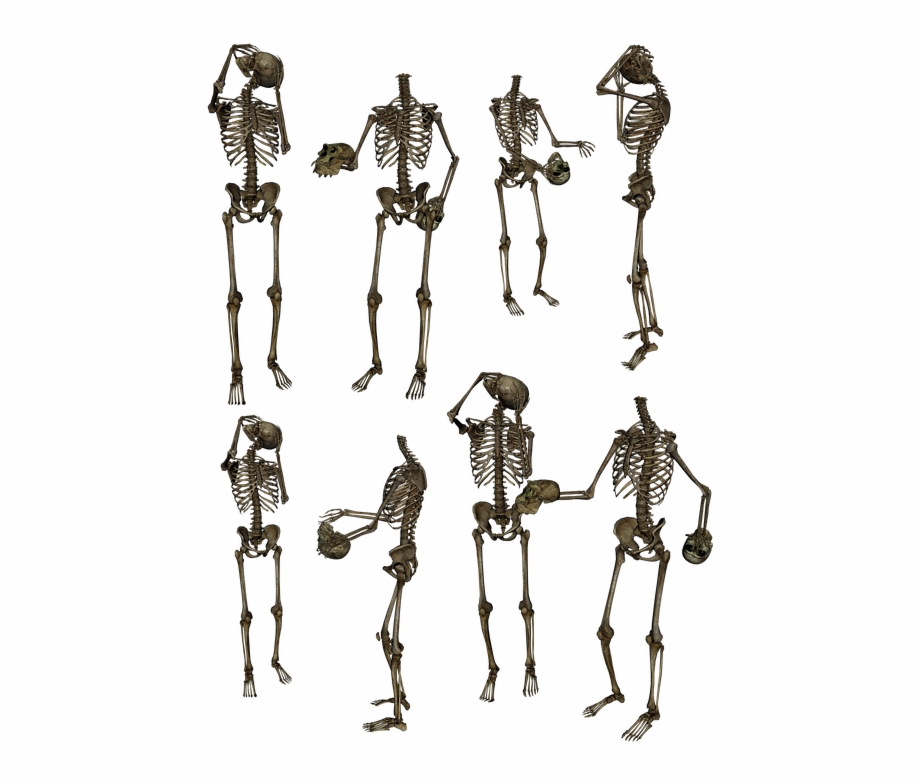 Skeleton Skeletons Bones Skull Funny Humor Human Background