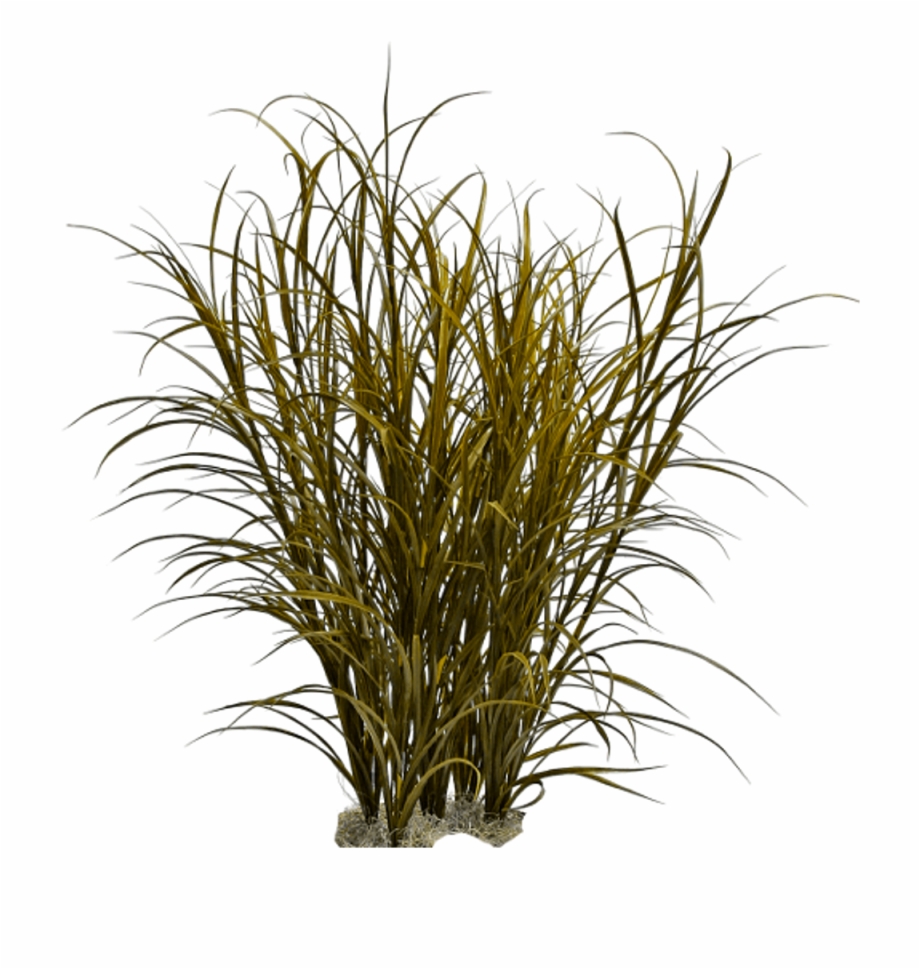 Ornamental Grass Png Png Download Tall Grass Photoshop