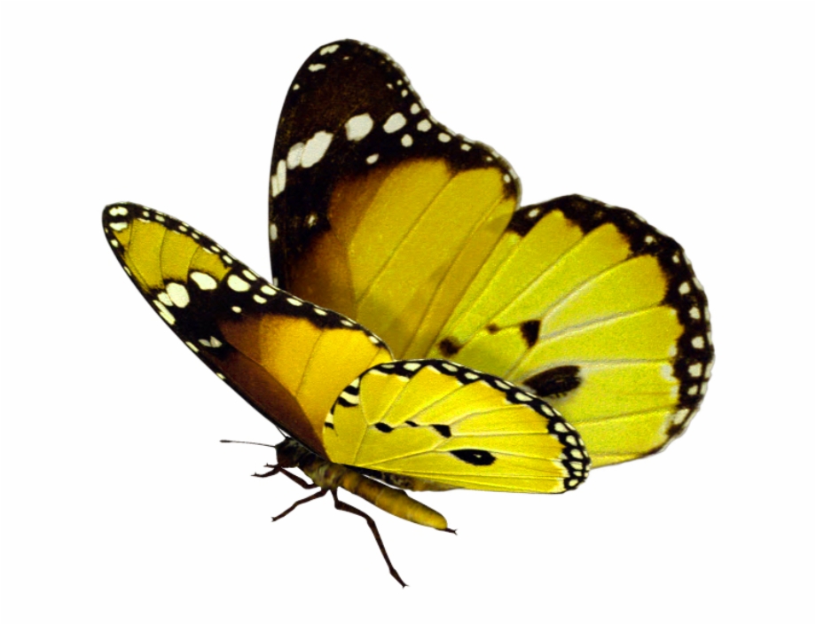 Danaus Chrysippus Jpg Yellow Butterfly Transparent Background