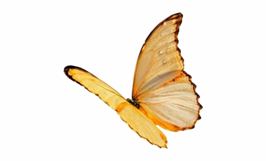 Moodboard Aesthetic Niche Filler Yellow Butterfly Pink Butterfly