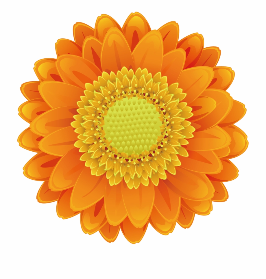 Sunflower Pictures Free Download Sunflower Png Sunflower Orange