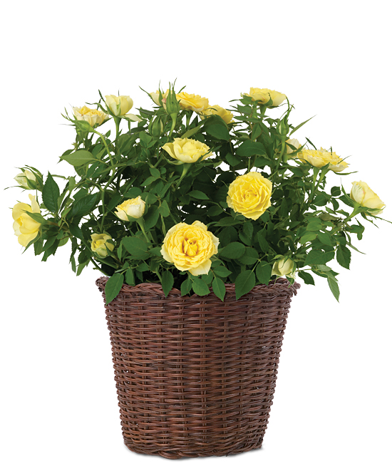 Potted Flowers Png