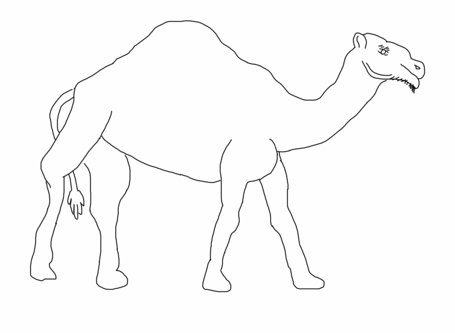 Camel Arabian Camel
