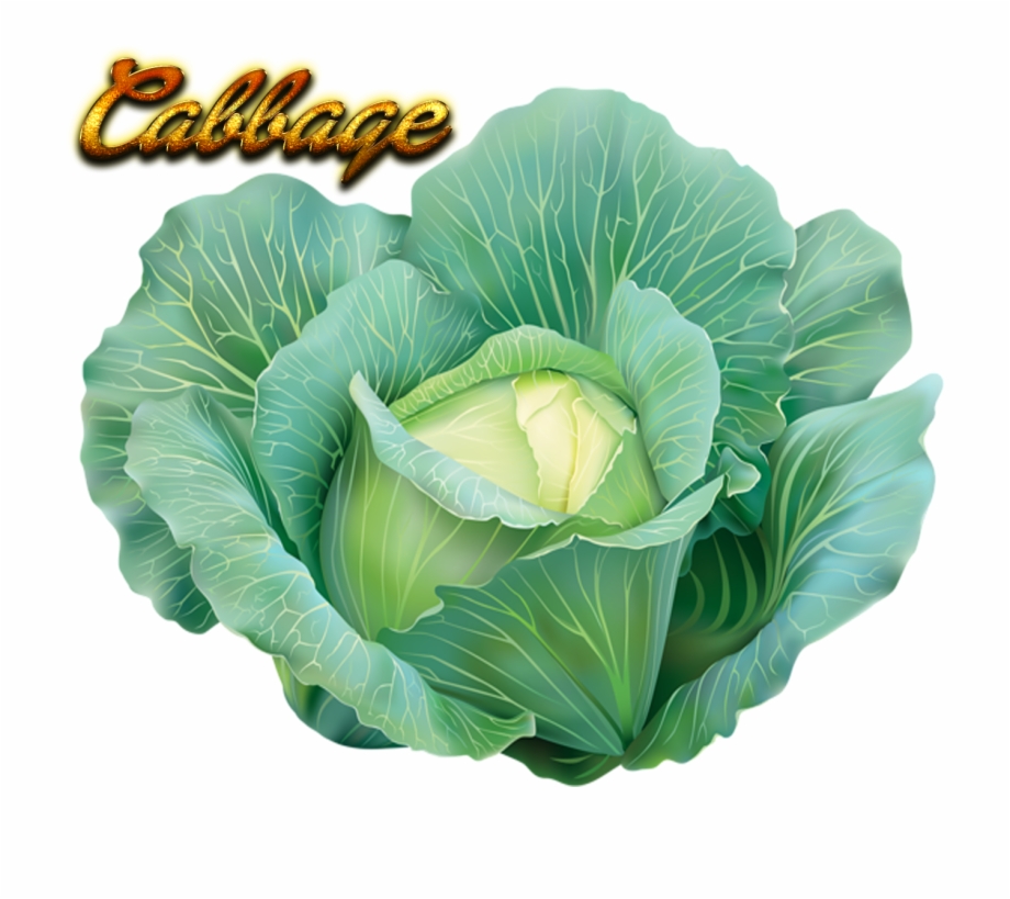 Cabbage Wallpaper Png