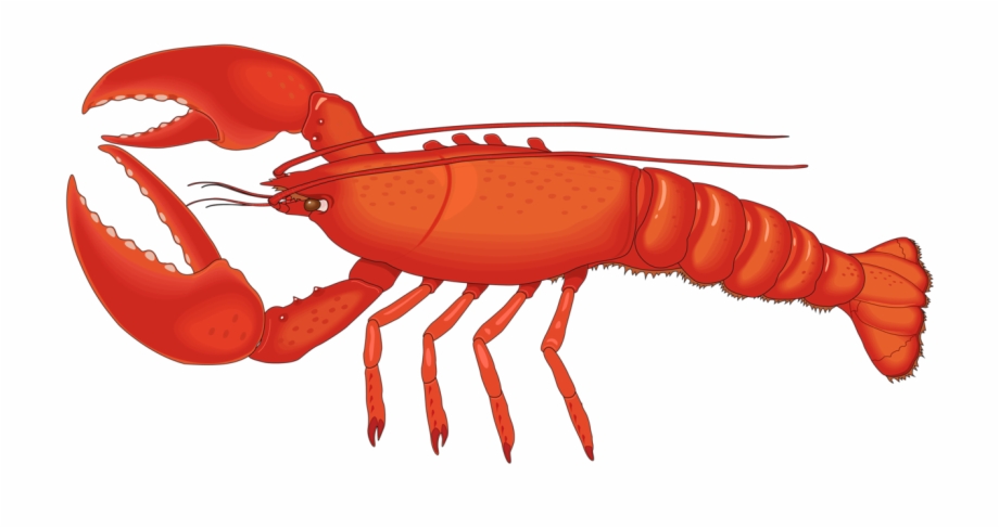 Crawfish Vector Spiny Lobster Lobster Clipart