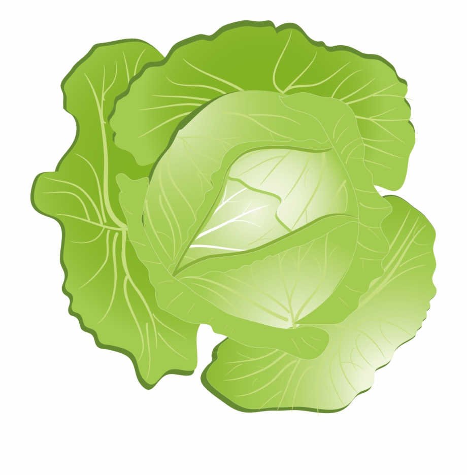 Red Cabbage Kohlrabi Clip Art Cartoon Broccoli Transparent
