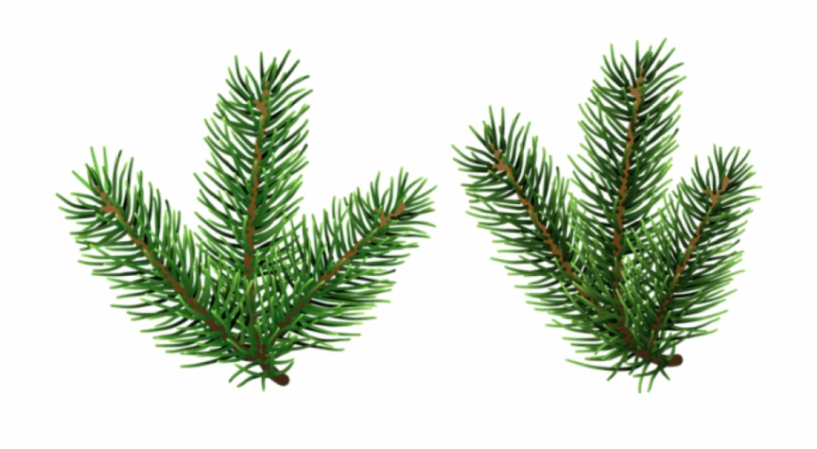 Pine Png Free Images Christmas Tree Branch Png