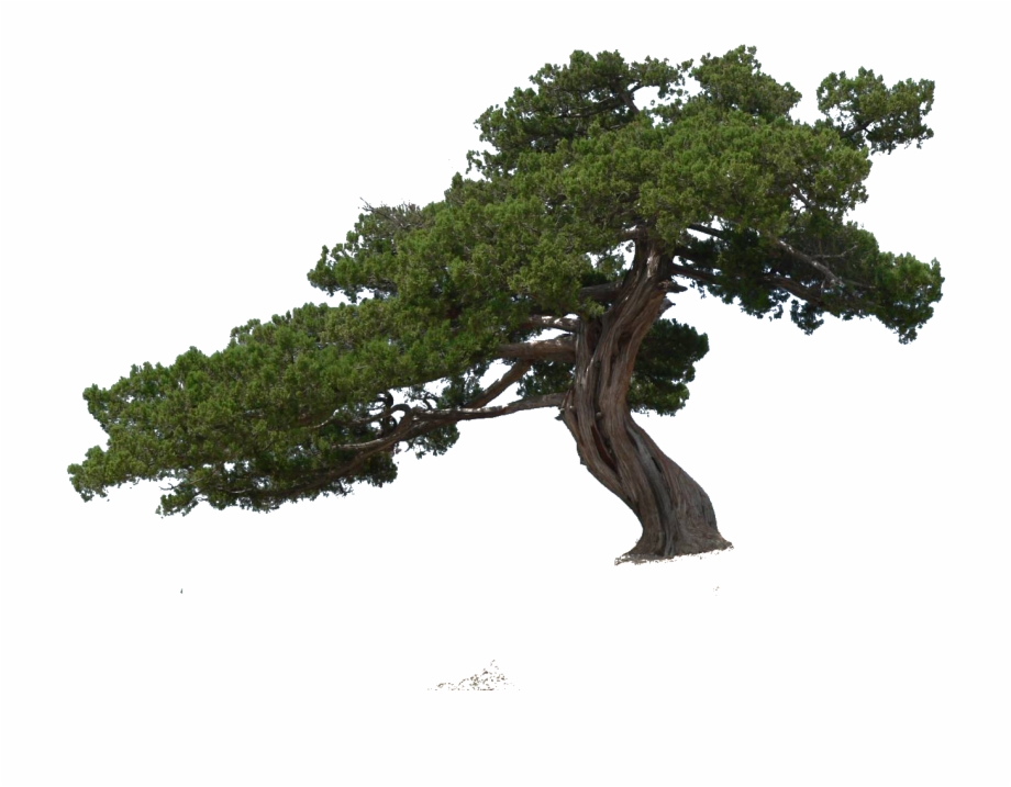 Png Cutout Tree Oak