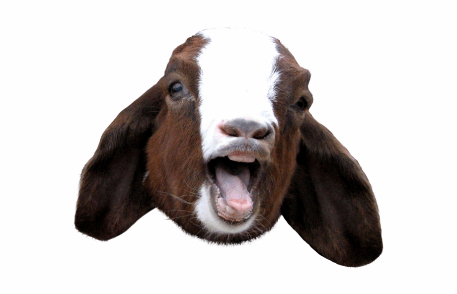 Goat Scream Goat Scream Png