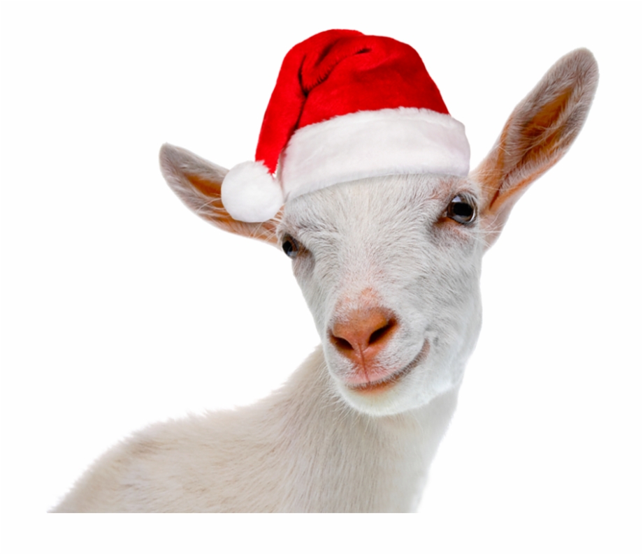 Merry Christmas Christmas Goat