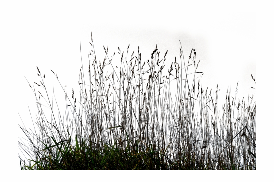 Dead Grass Png Black And White Grass Png
