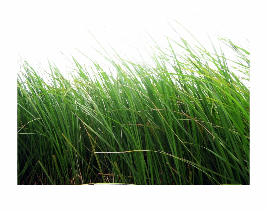 Grass Png Image Green Grass Png Picture Grass