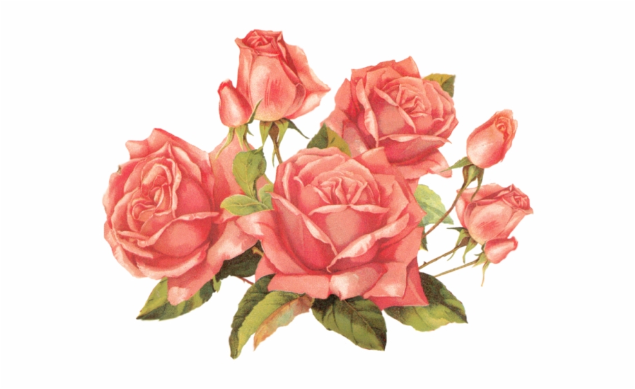 Pink Rose Clipart Png Tumblr Roses Png