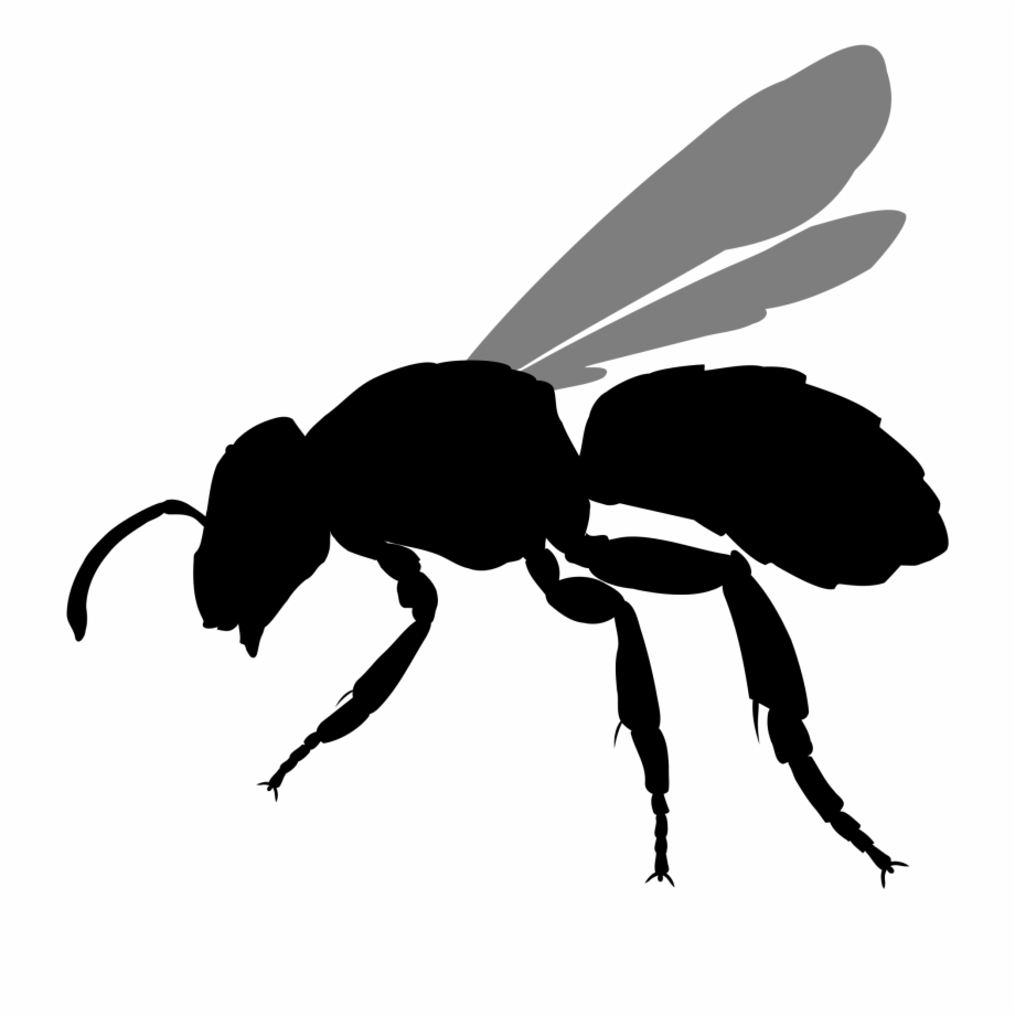 File Halictus Rubicundus Silhouette Hornet Silhouette