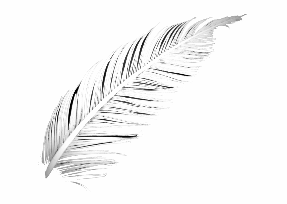 Above Withered Feather Poetry Feather Png