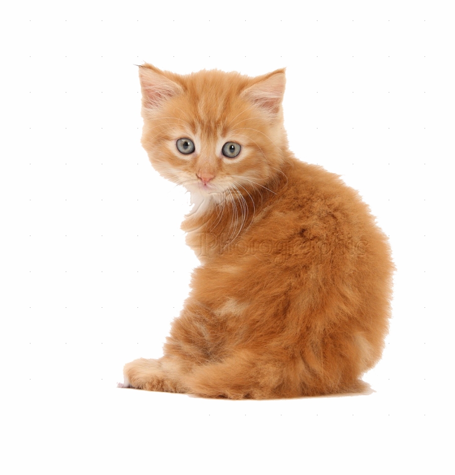 Kittens Png