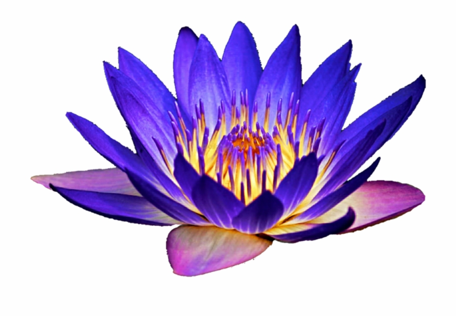 Download At Getdrawings Water Lily Clipart