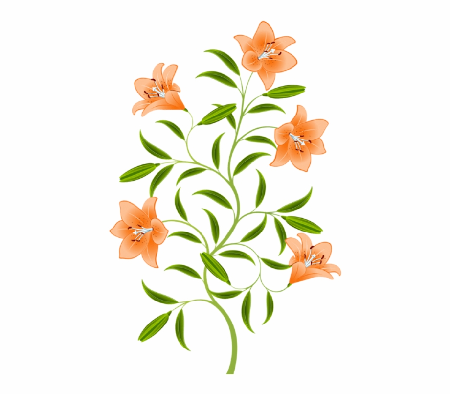 Free Png Download Orange Lily Png Images Background