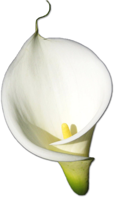 Lily Transparent Calla Calla Lily Flower Png