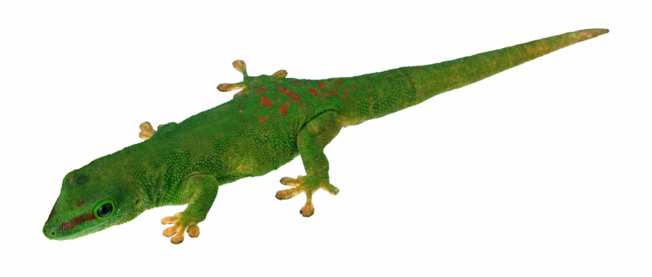 Lizard Png Crocodile