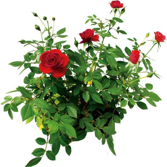  Rose Flower Rose