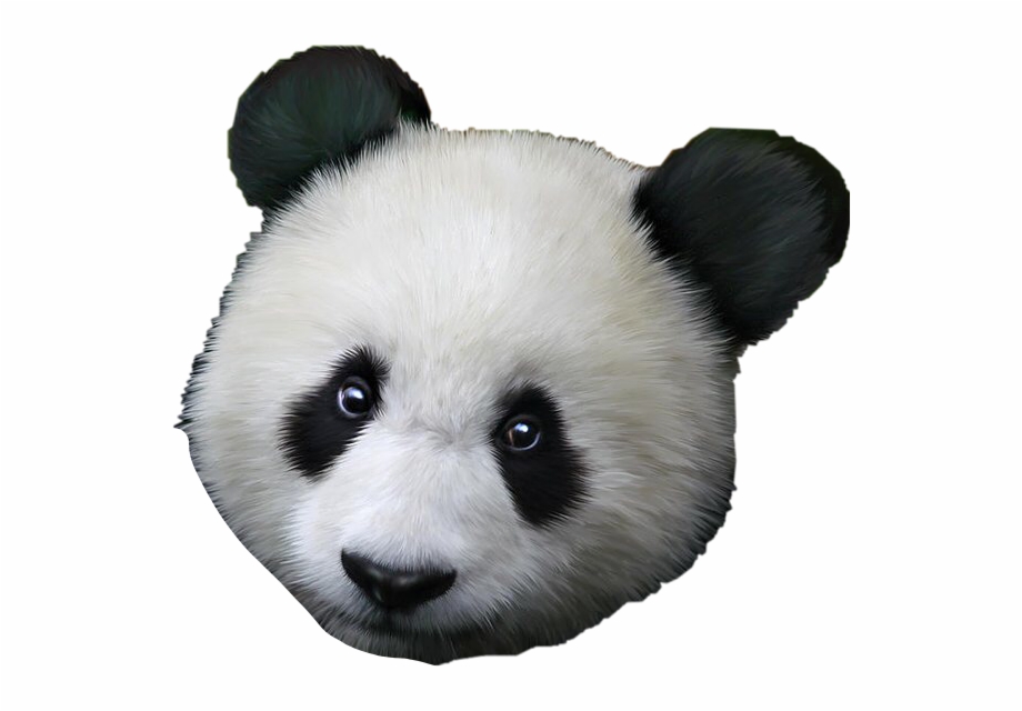 panda head png