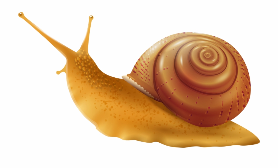 Snail Png Clip Art Transparent Background Snail Clipart