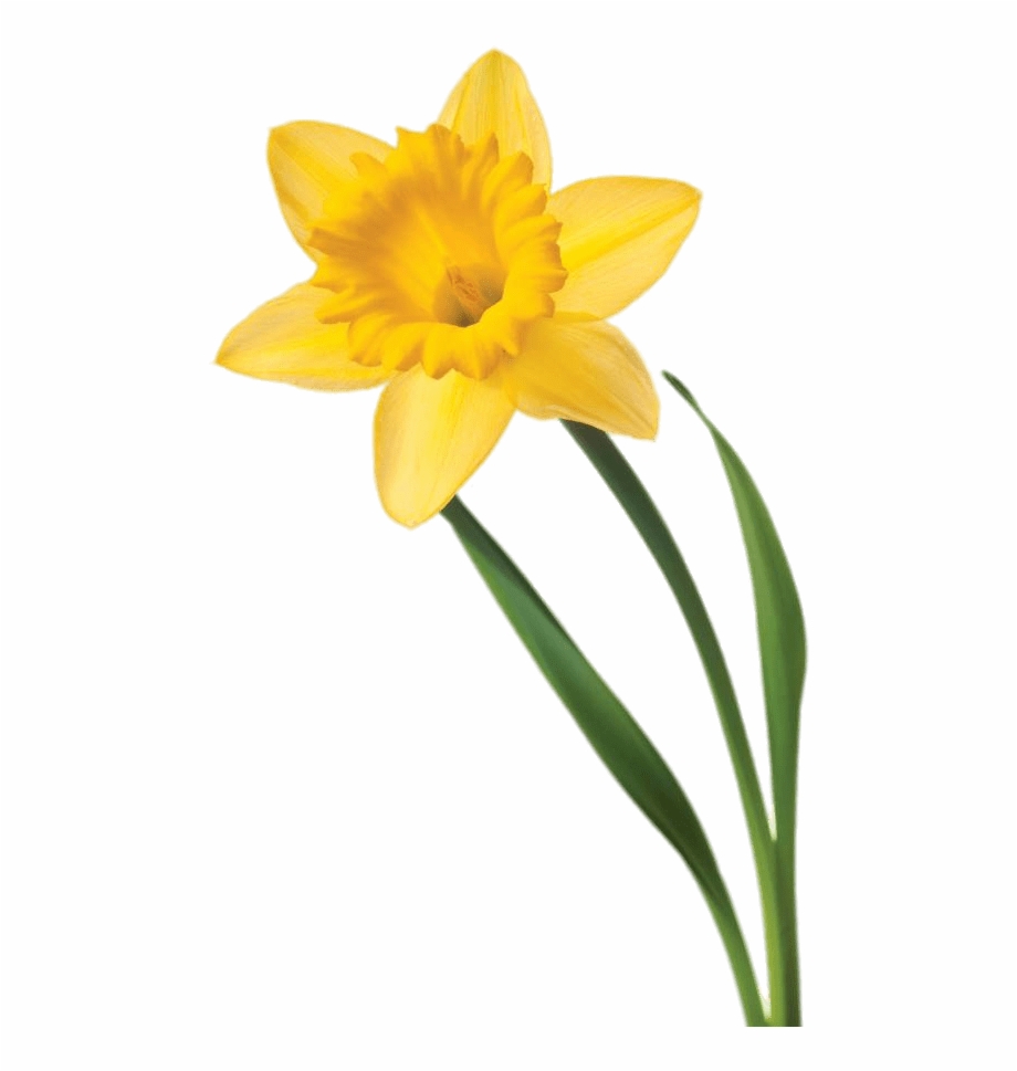 Single Daffodil Daffodil Flower With Stem