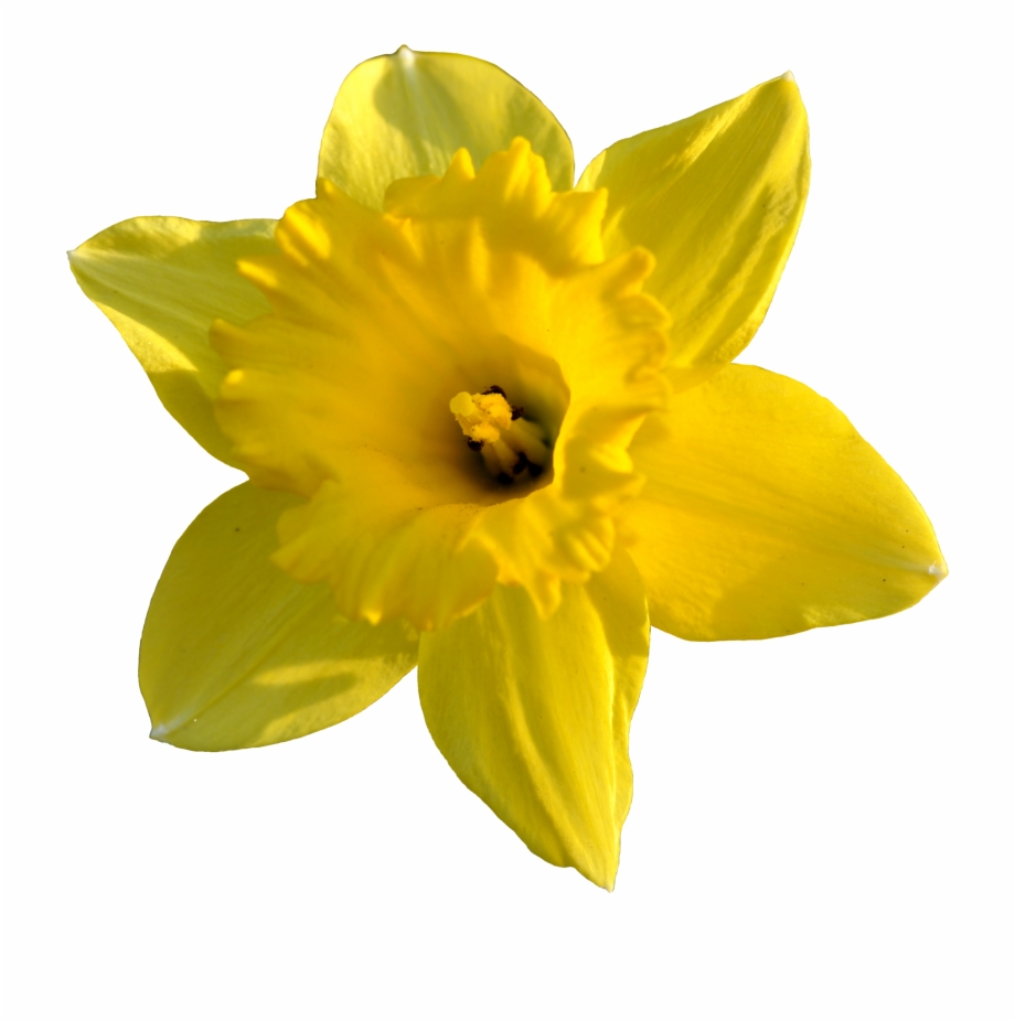 Flower Daffodil Desktop Wallpaper - daffodil png download - 800*1050 ...