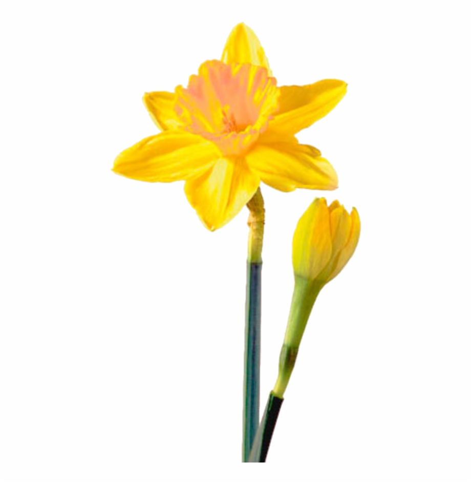 Daffodil Png Picture Daffodil Flower