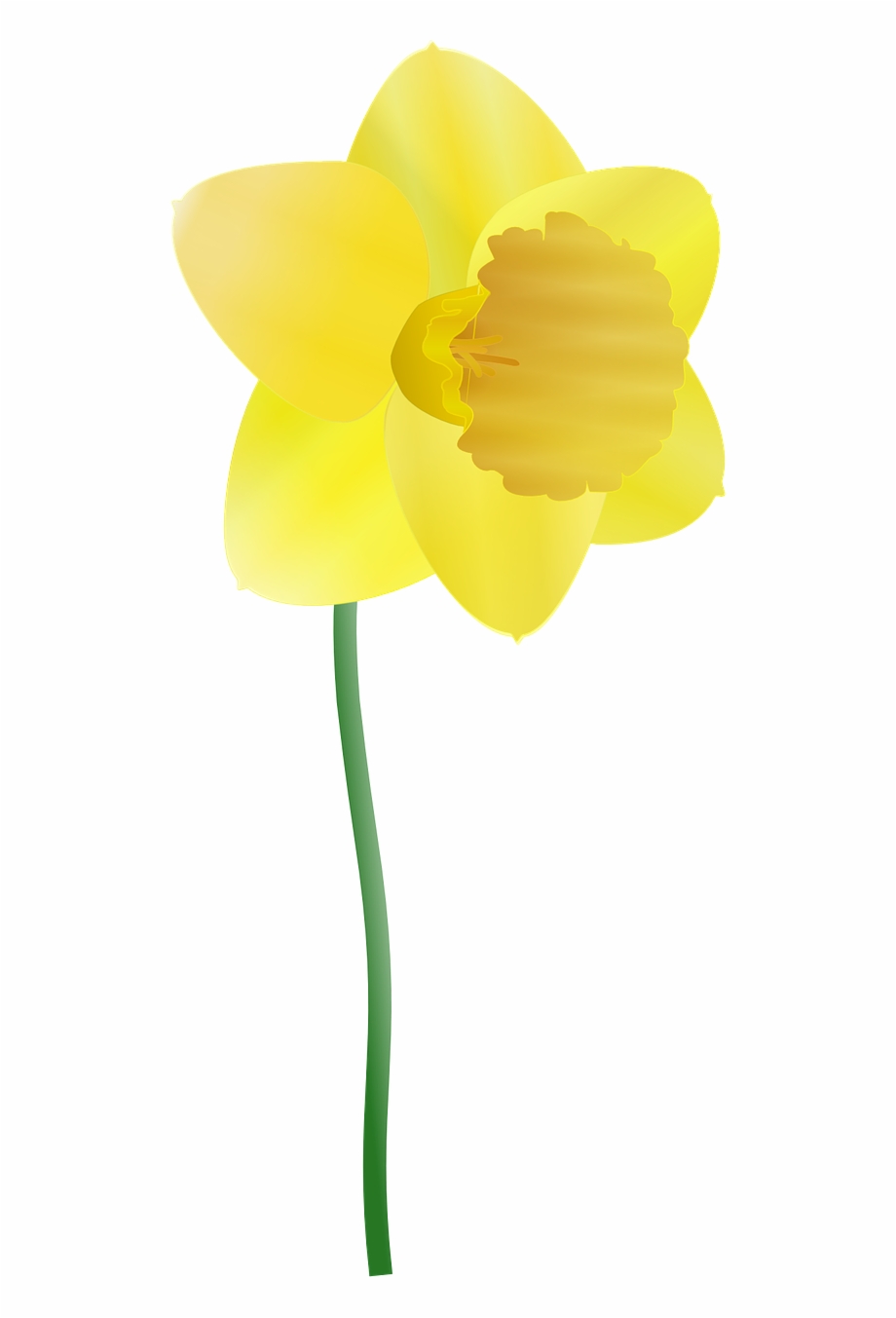 Daffodil Yellow Flower Spring Png Image Daffodil Clipart - Clip Art Library