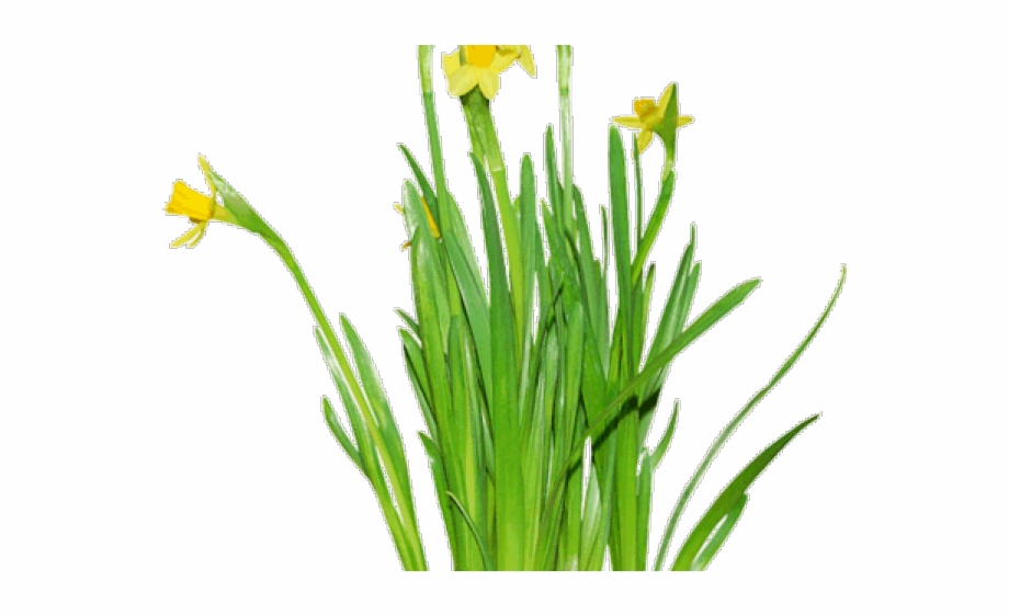 Daffodil Vector Hand Drawn Portable Network Graphics