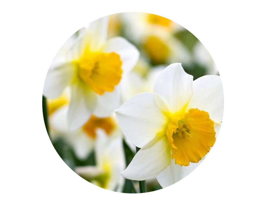 December Narcissus Daffodil