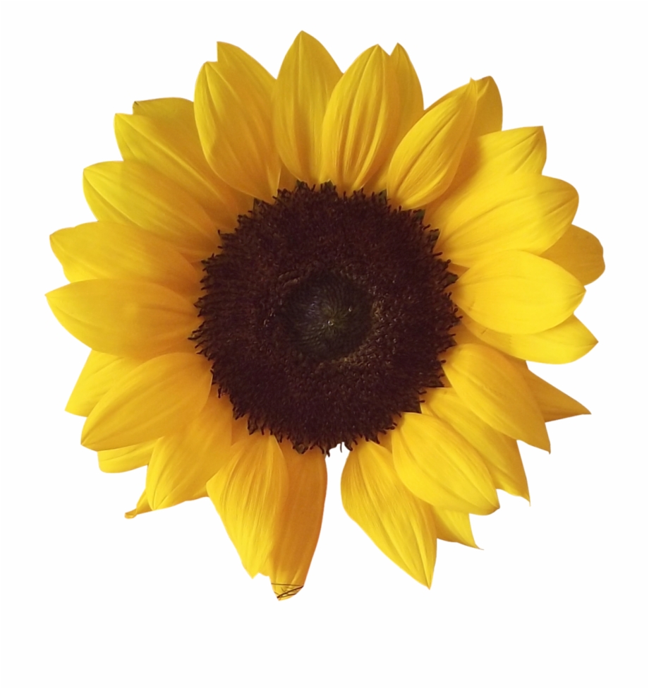 Sunflower Png Tumblr Sunflower Png