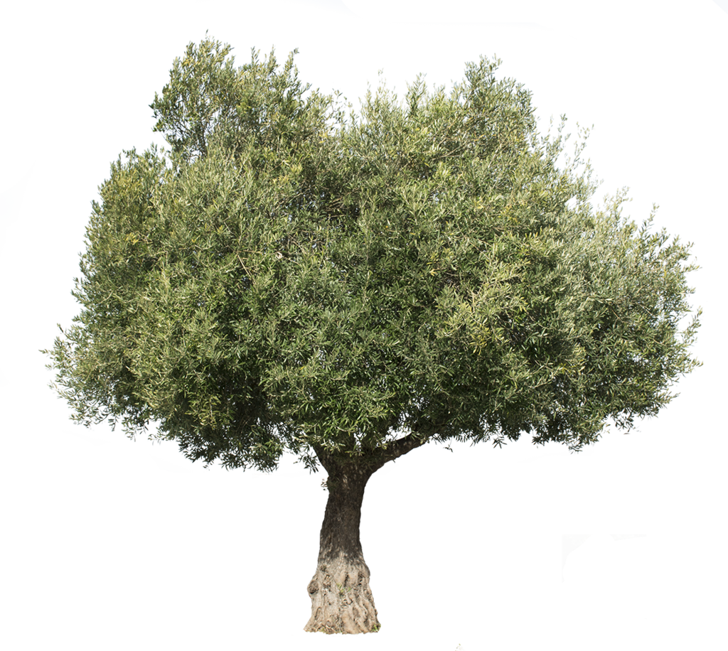 Olea Europaea Iii Olive Tree Cut Out