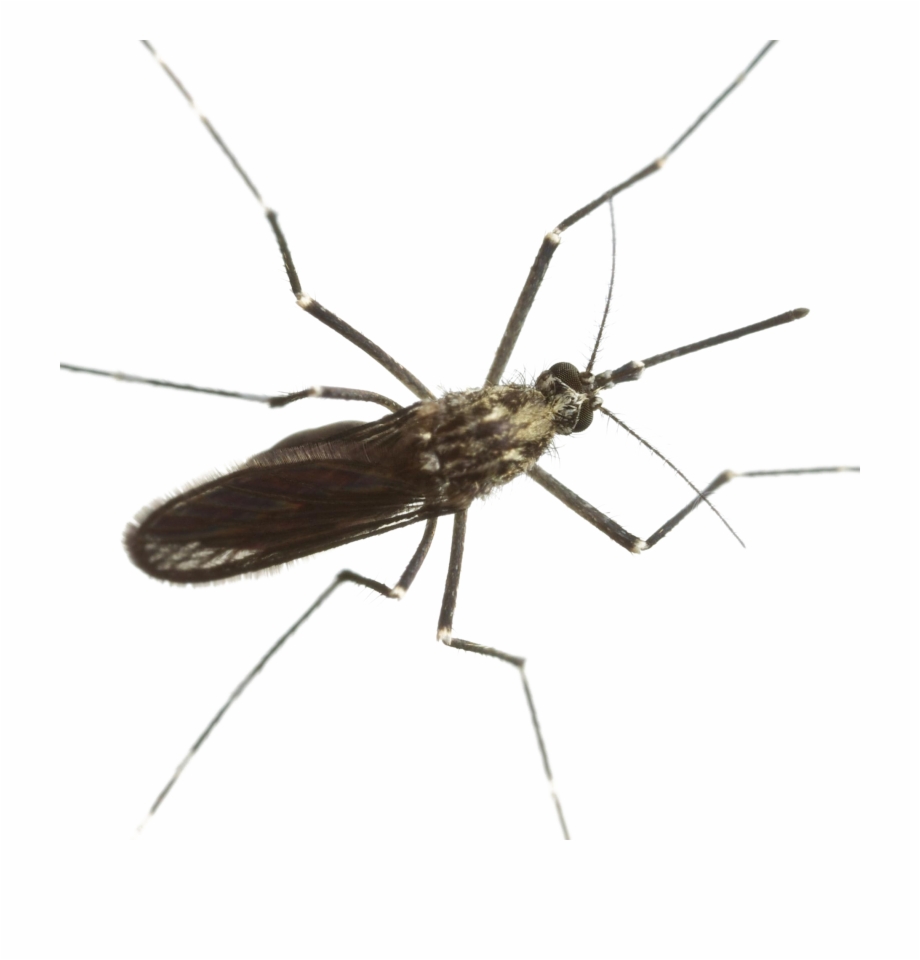 Mosquito Download Png Image Mosquito