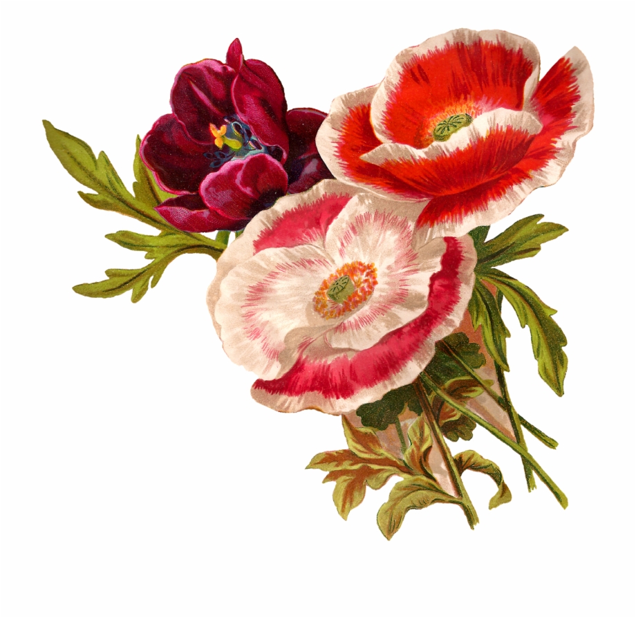 Poppy Clipart Vintage Botanical Flower Vintage Png