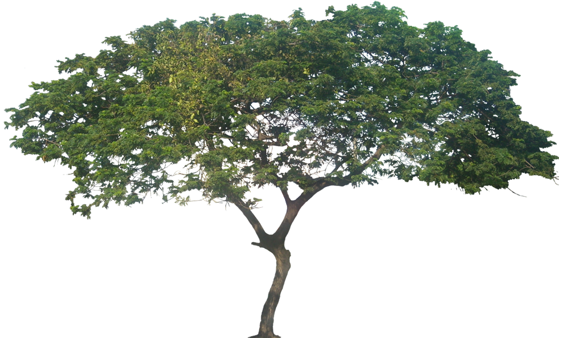 Africa Tree Png