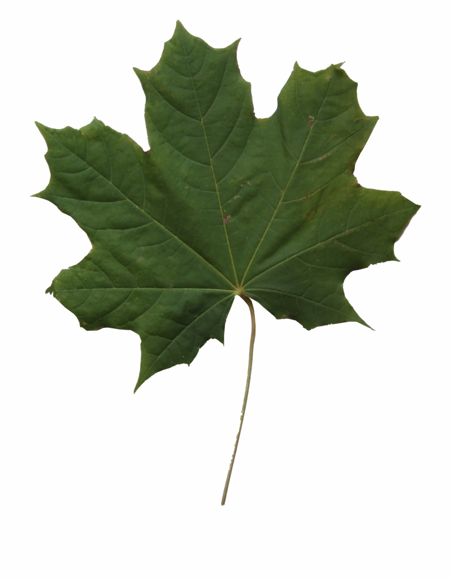 Maple Leaf Texture Leaf