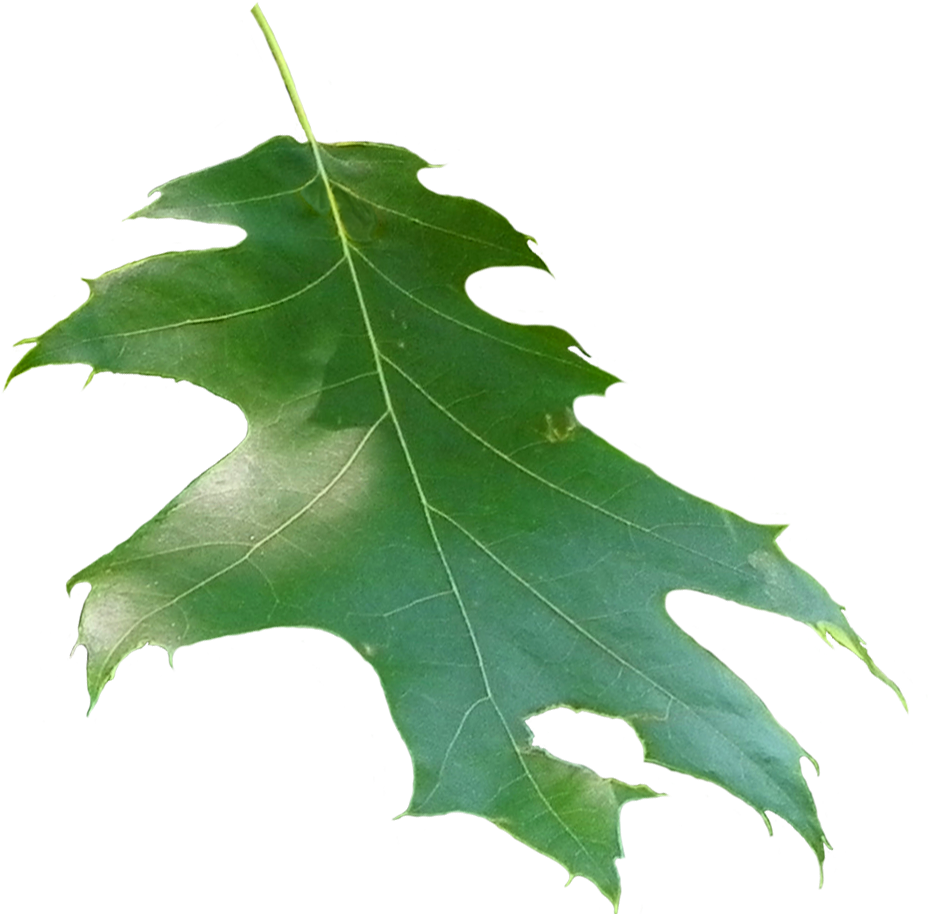 Quercus Rubra Leaf Feuille D Arbre Png