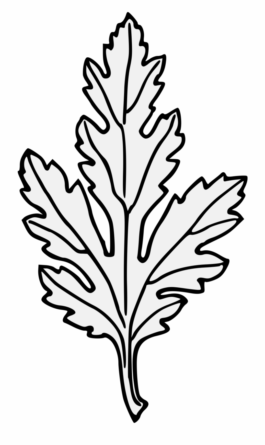 Листья хризантемы