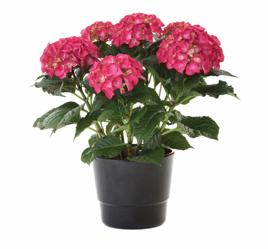 Hydrangea Plant Pink Hydrangea In Pot