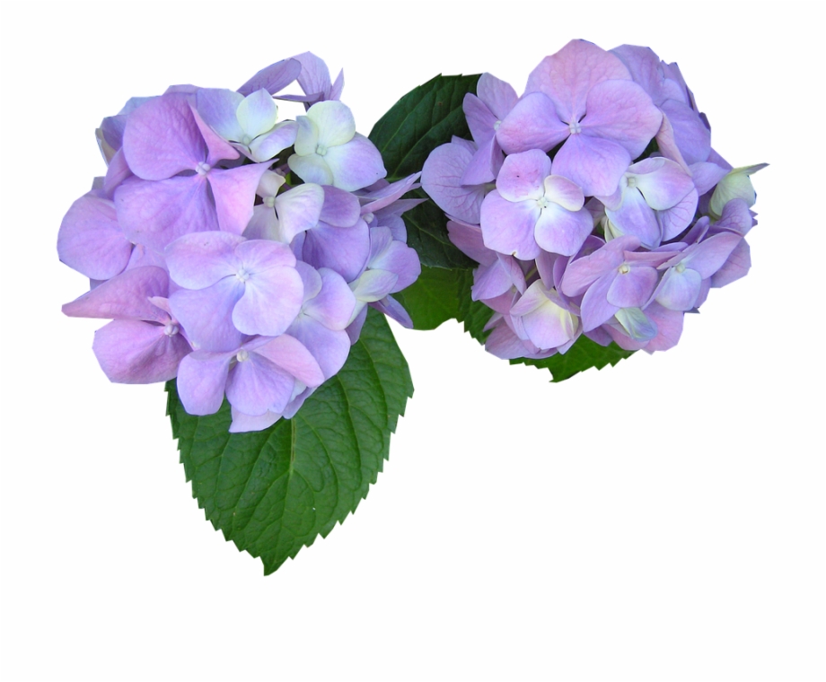 Hydrangea Sticker Purple Flower Cut Out