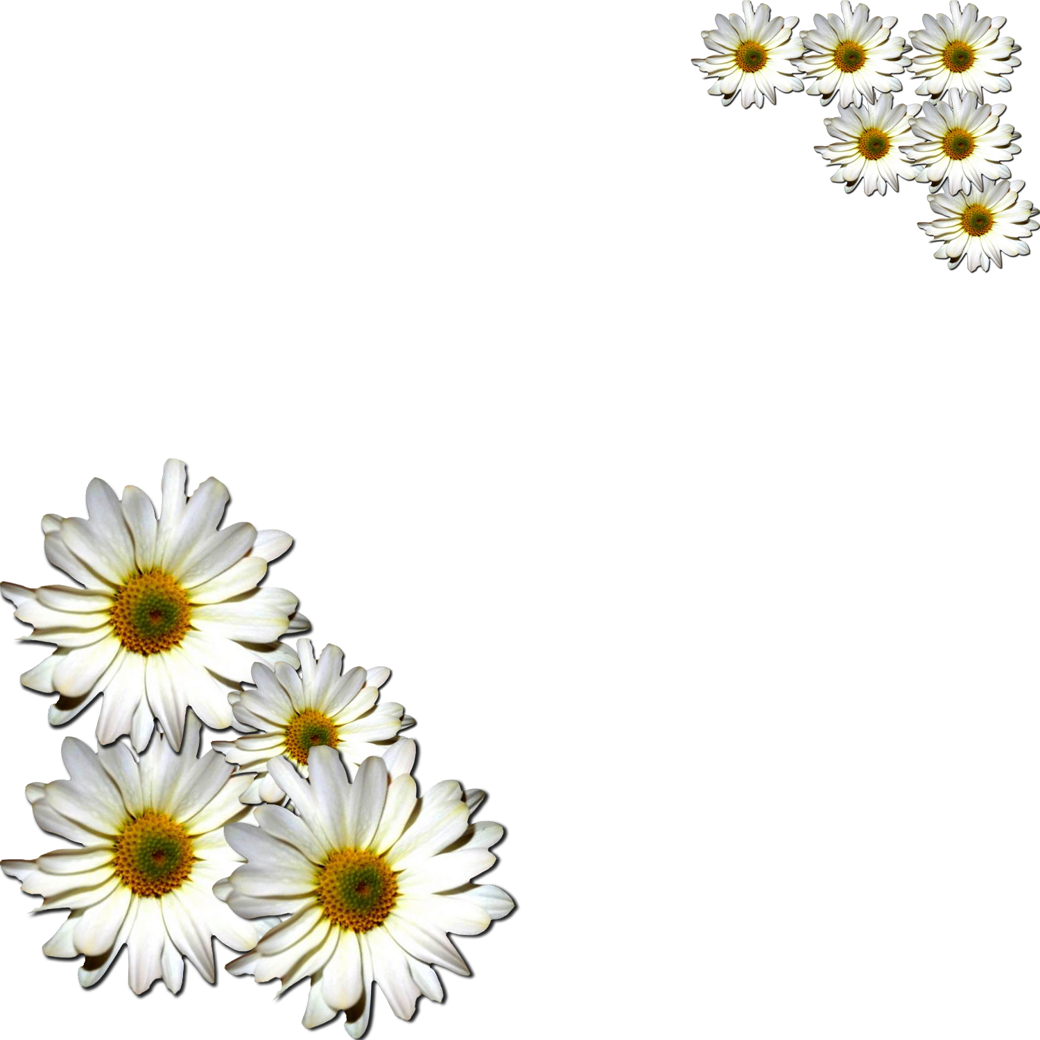 Common daisy Flower Clip art - daisy png download - 1023*1043 - Free ...