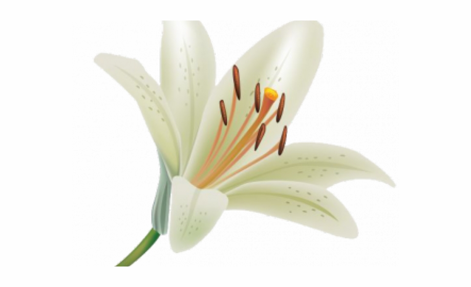 White Lily No Background